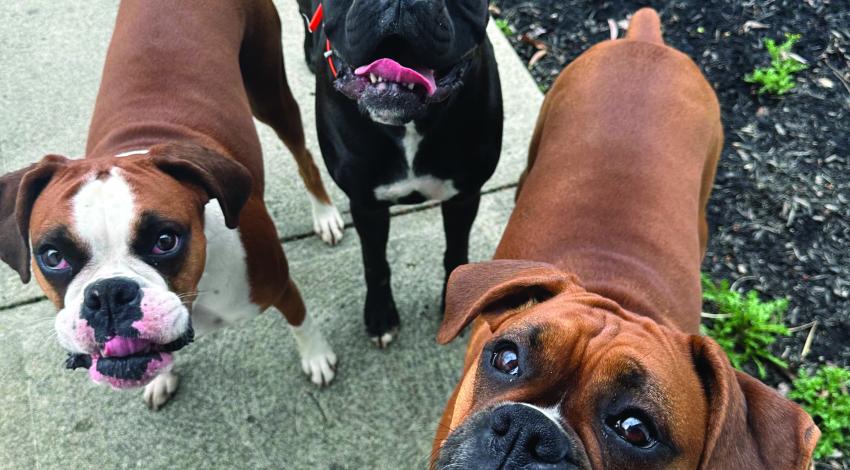 three smiley boxer dogs