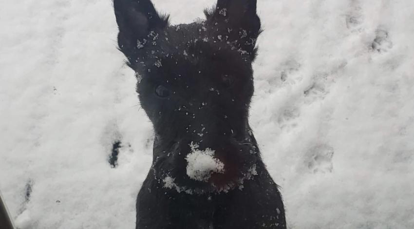 Scottie dog in the snow