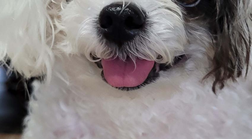 small white dog with black patch over one eye