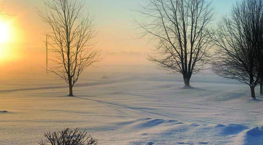 snow and trees with sunrise through fog