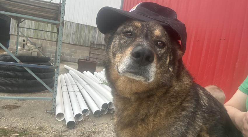 dog with sideways baseball cap