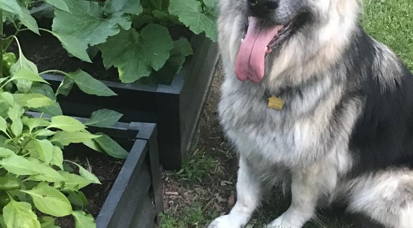 shepherd dog in garden