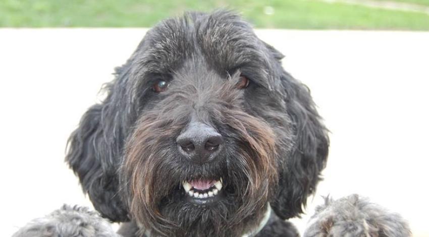 smiley black dog
