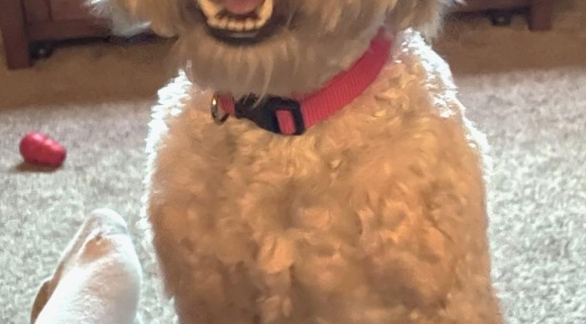 fluffy dog with red collar