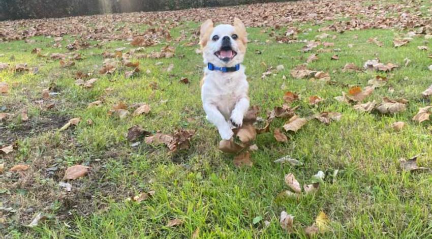 tiny dog bounds through leaves