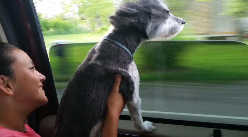 girl in car with dog on lap