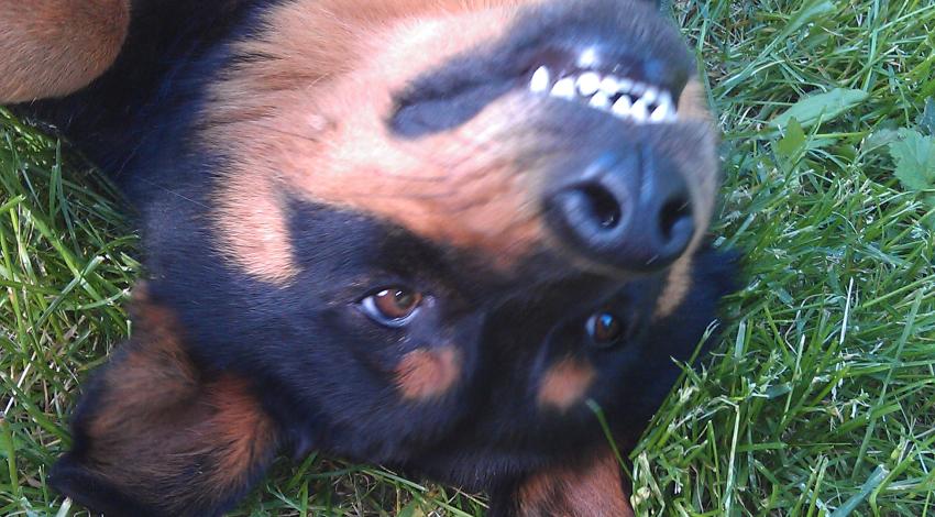 smiley dog lying on back