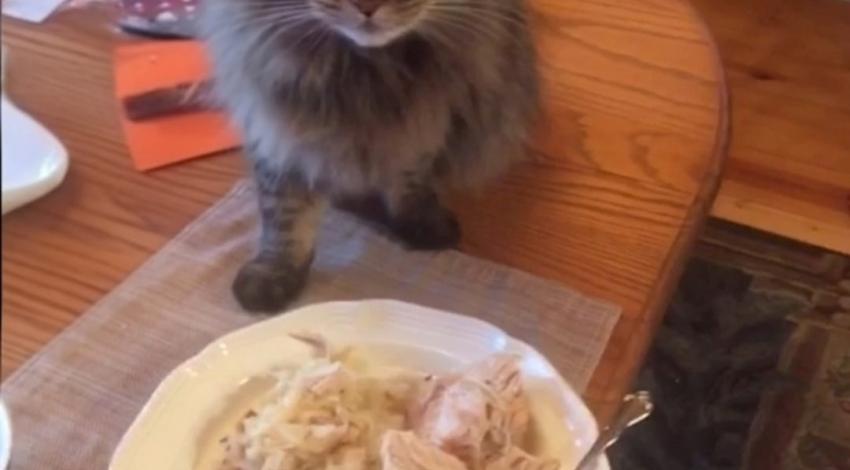 cat on table by plate of Thanksgiving food