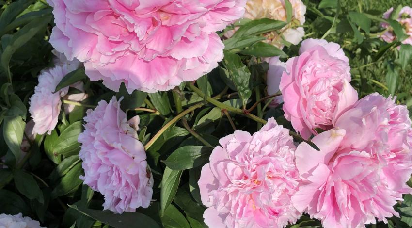 pink peonies