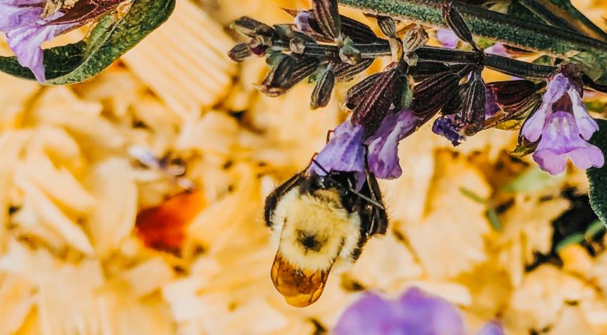 bee on purple flower