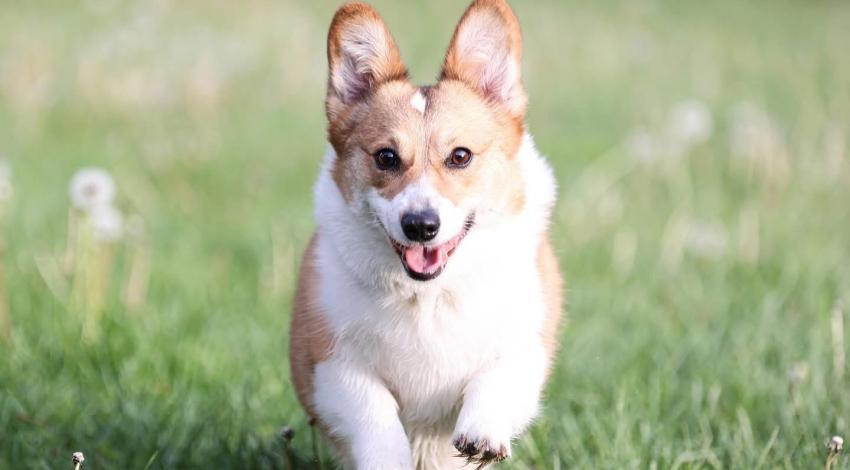brown and white corgi running