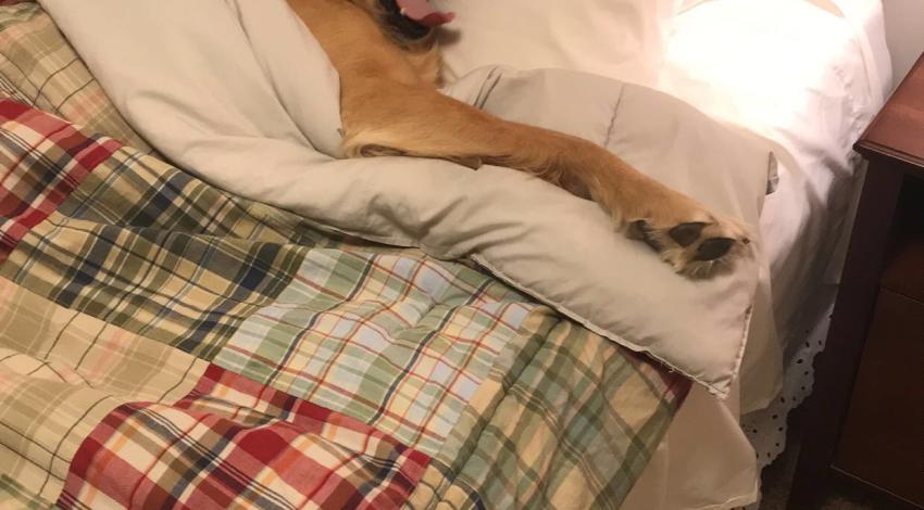 golden retriever in bed