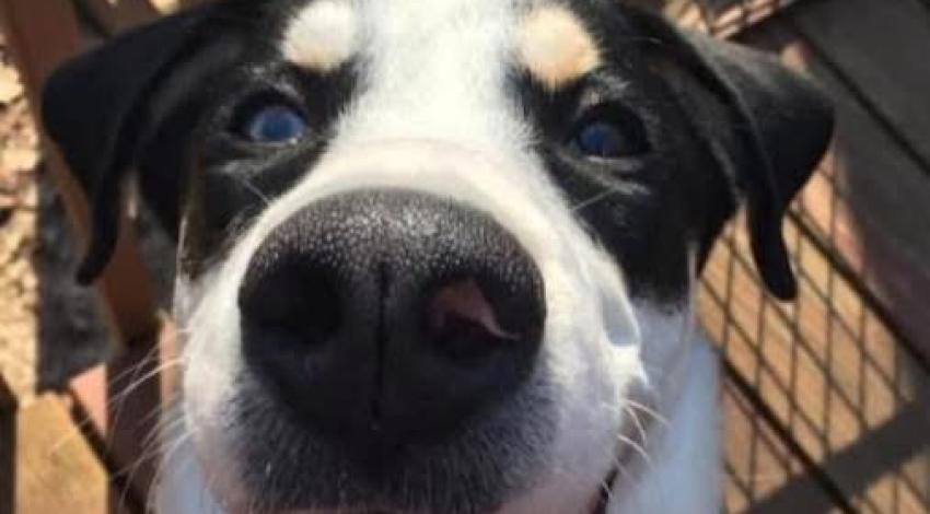 smiley black and white dog