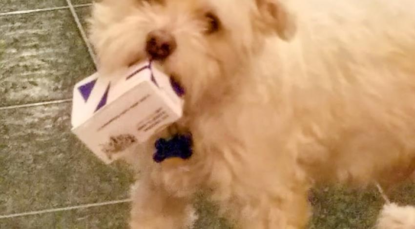 white dog with box in mouth