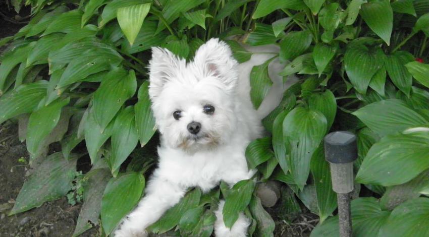 tiny white dog