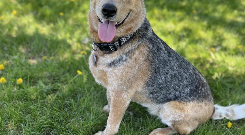 smiley dog sitting on grass