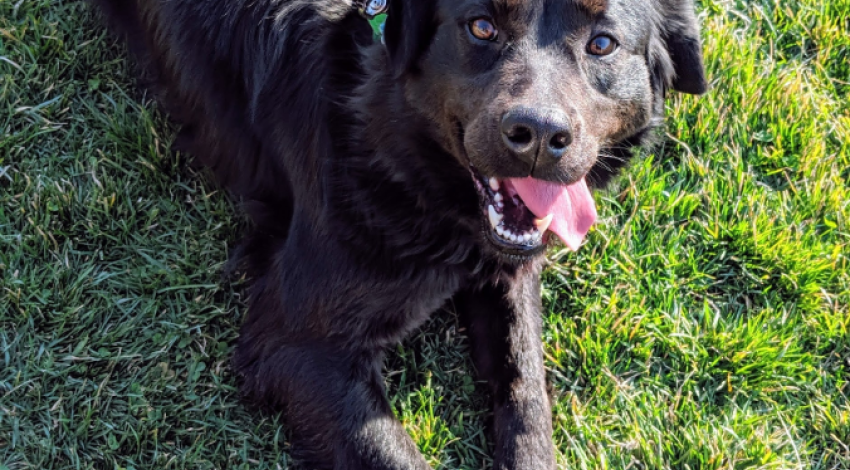 dog lying in grass with tongue hanging out