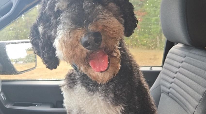 dog in front seat of car