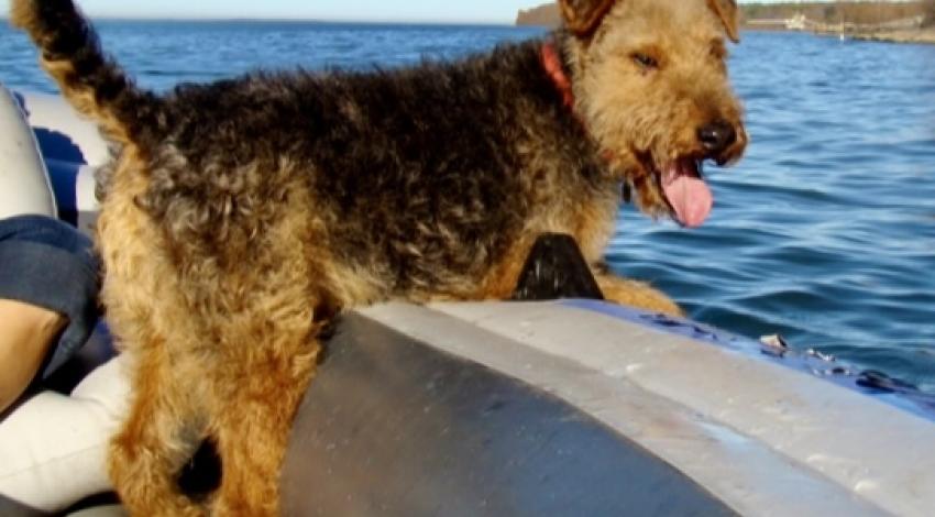 smiling dog on boat
