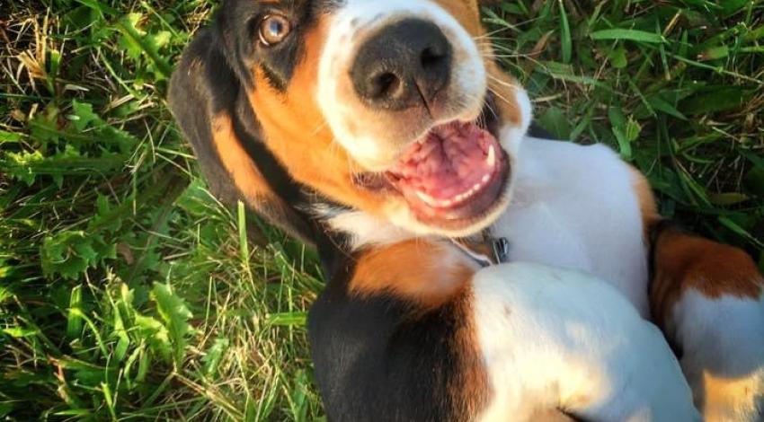 tricolor smiley dog lying in grass