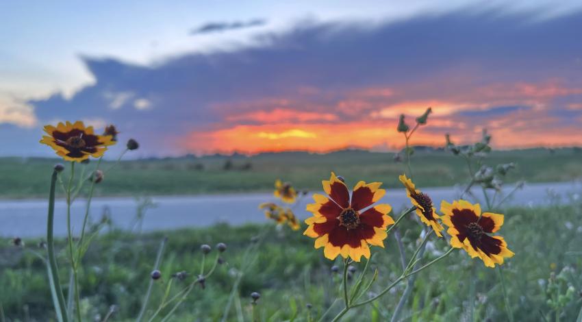 yellow and brown flowers