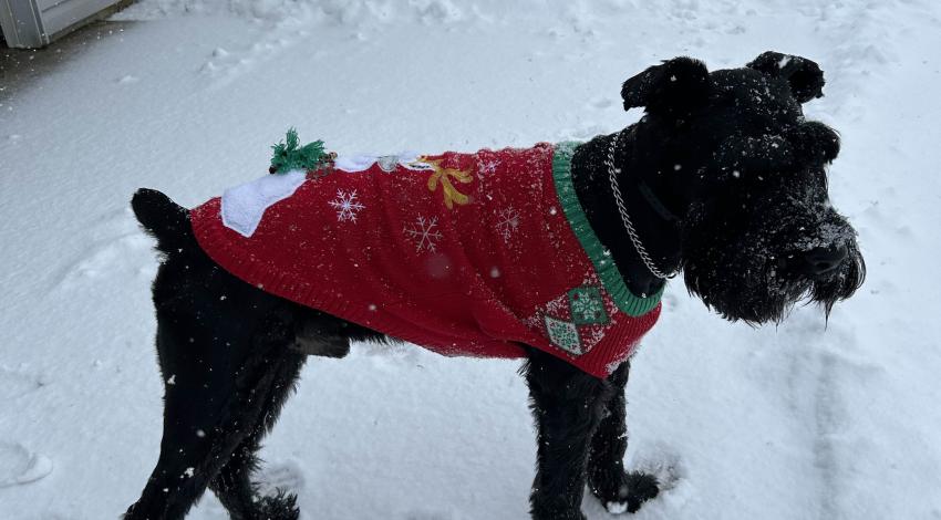 black dog in red sweater in snow