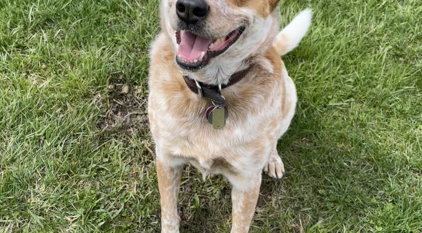 smiley brown and white dog sitting on grass