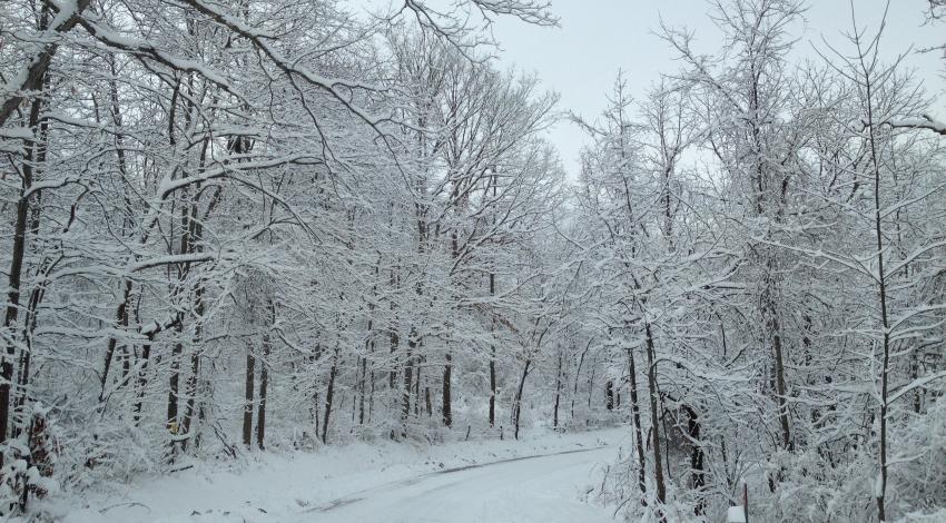 country road in the snow