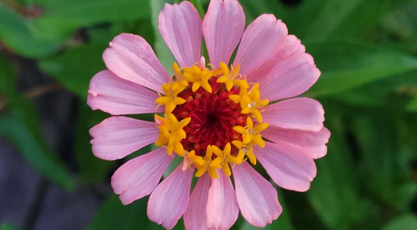 pink flower bloom