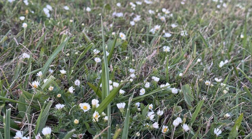 wildflowers blooming