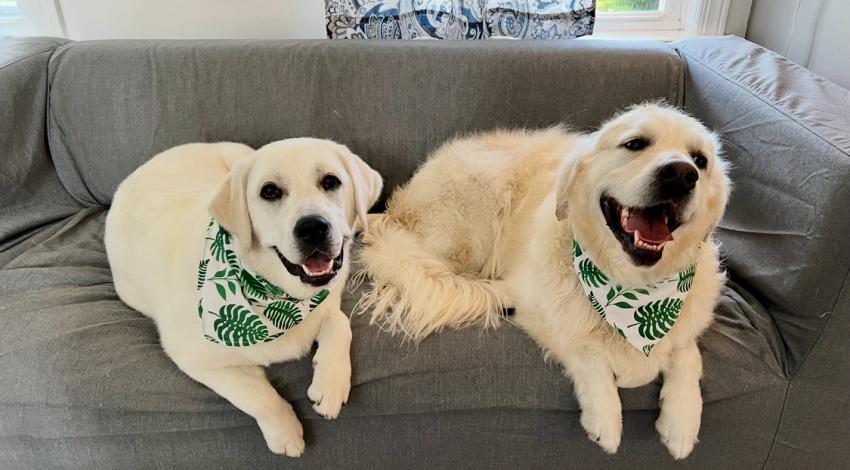 two yellow dogs with bandanas