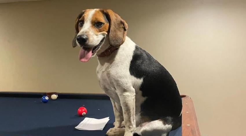 spotted dog sitting on pool table