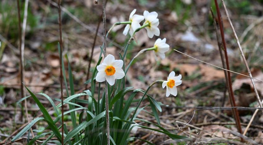 white and yellow flowers blooming