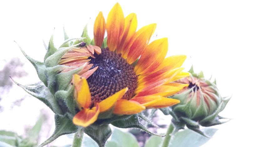 sunflower blossom partially open