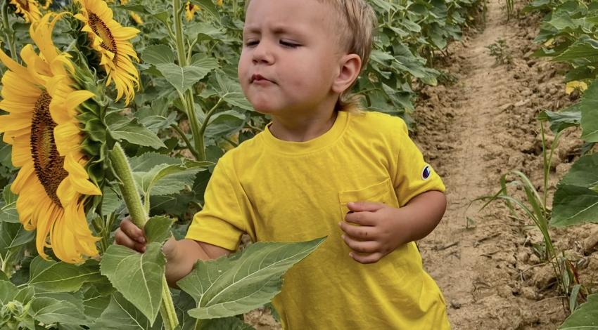 little boy among sunflowers