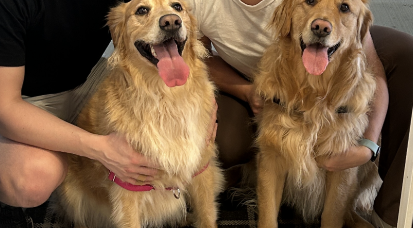 man and woman with two smiley golden dogs