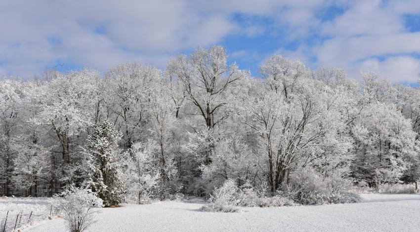 snow-covered trees