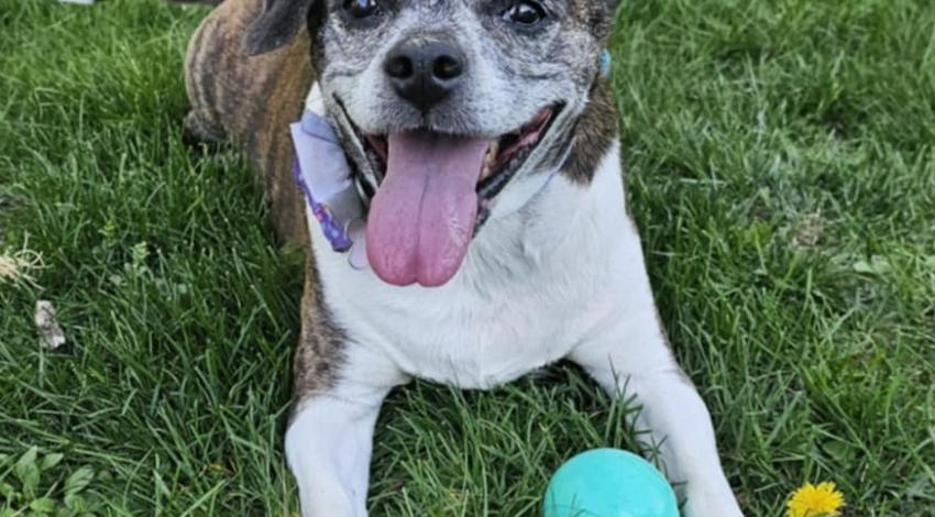 smiley dog with ball in grass