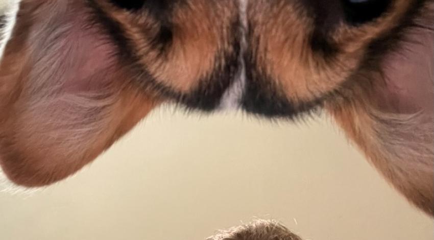 man and dog looking down at camera