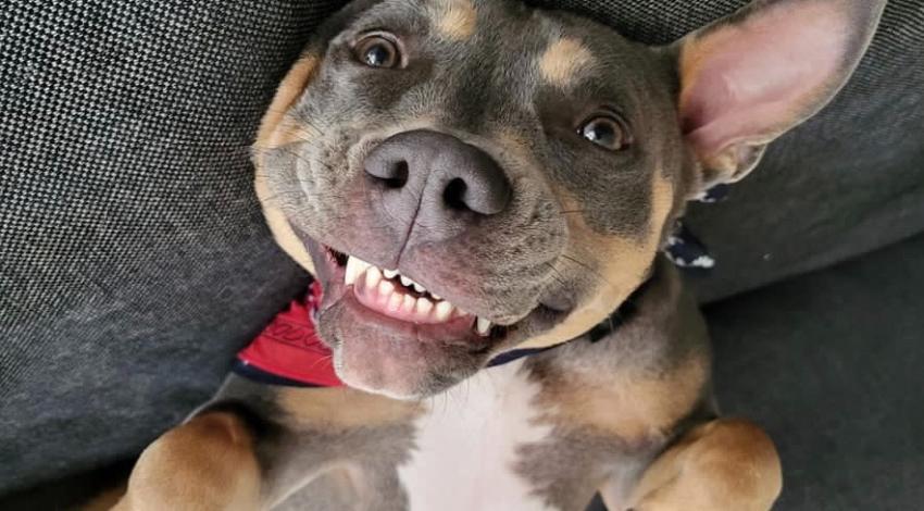 smiley dog lying on back