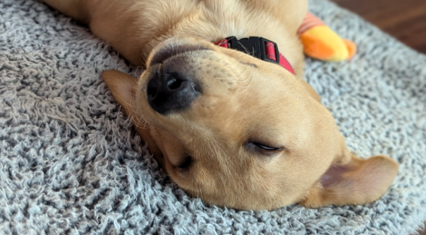 yellow puppy lying on its back