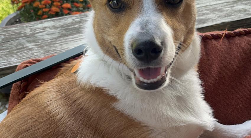 brown and white dog with pointy ears