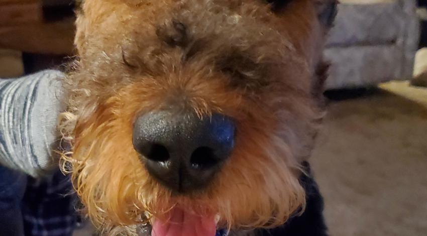 smiley brown and black dog