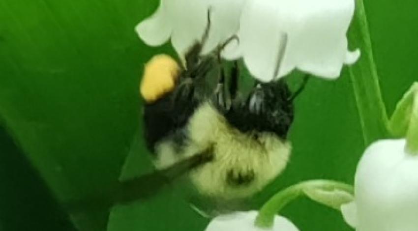 bee on flower bloom