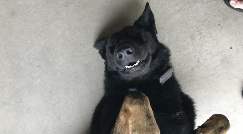 smiley black and tan dog on its back