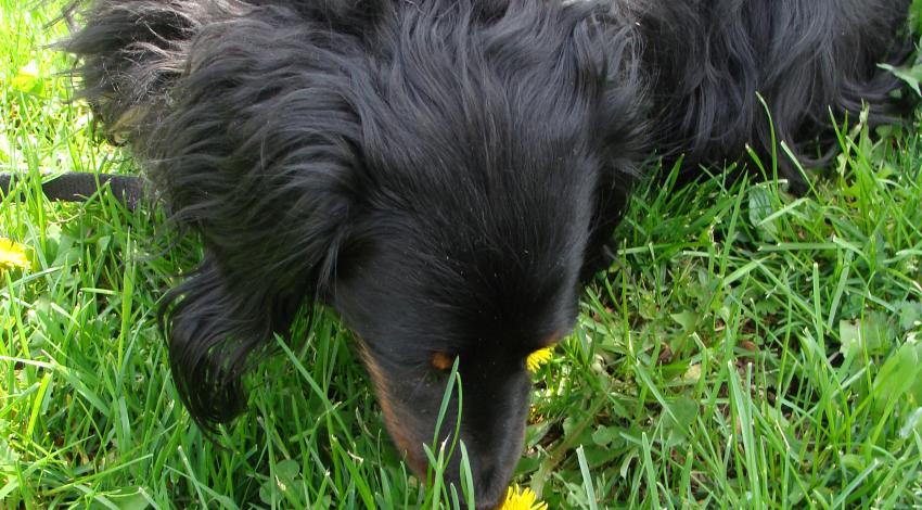 little black dog smelling dandelion