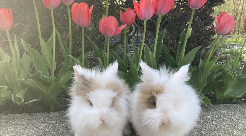 two fluffy bunnies in front of tulips