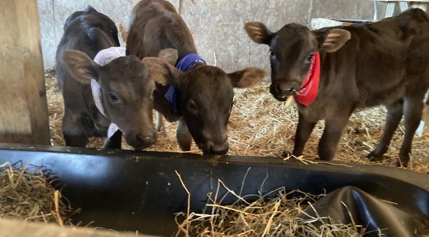 three calves, in red, white, and blue bandannas
