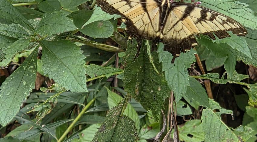 yellow and black butterfly