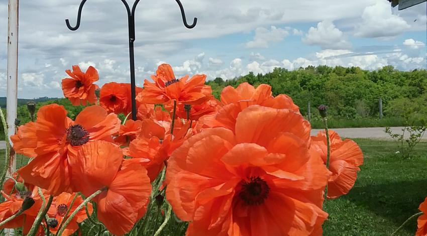 poppies in bloom
